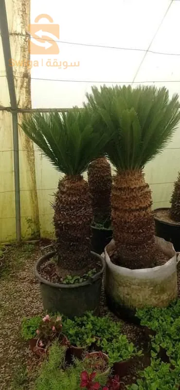 تهيئة و تزيين الحدائق و المساحات الخضراء