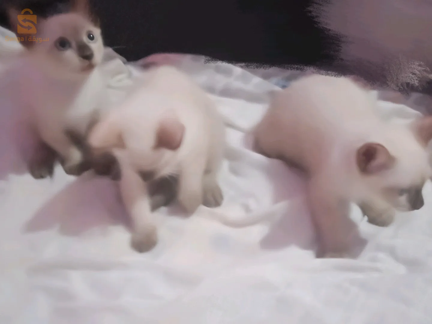 قطط سيامو سلالة اصلية