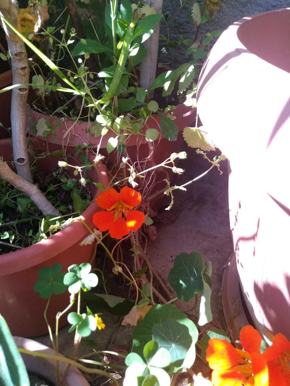 pots de fleurs décoration