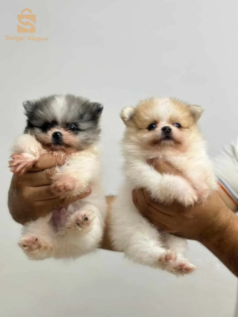 spitz Pomeranian