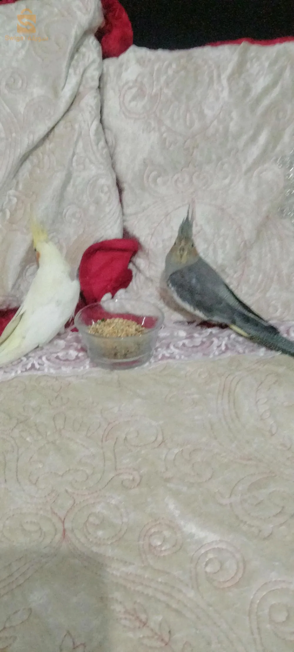 كوبلا كالوبيست