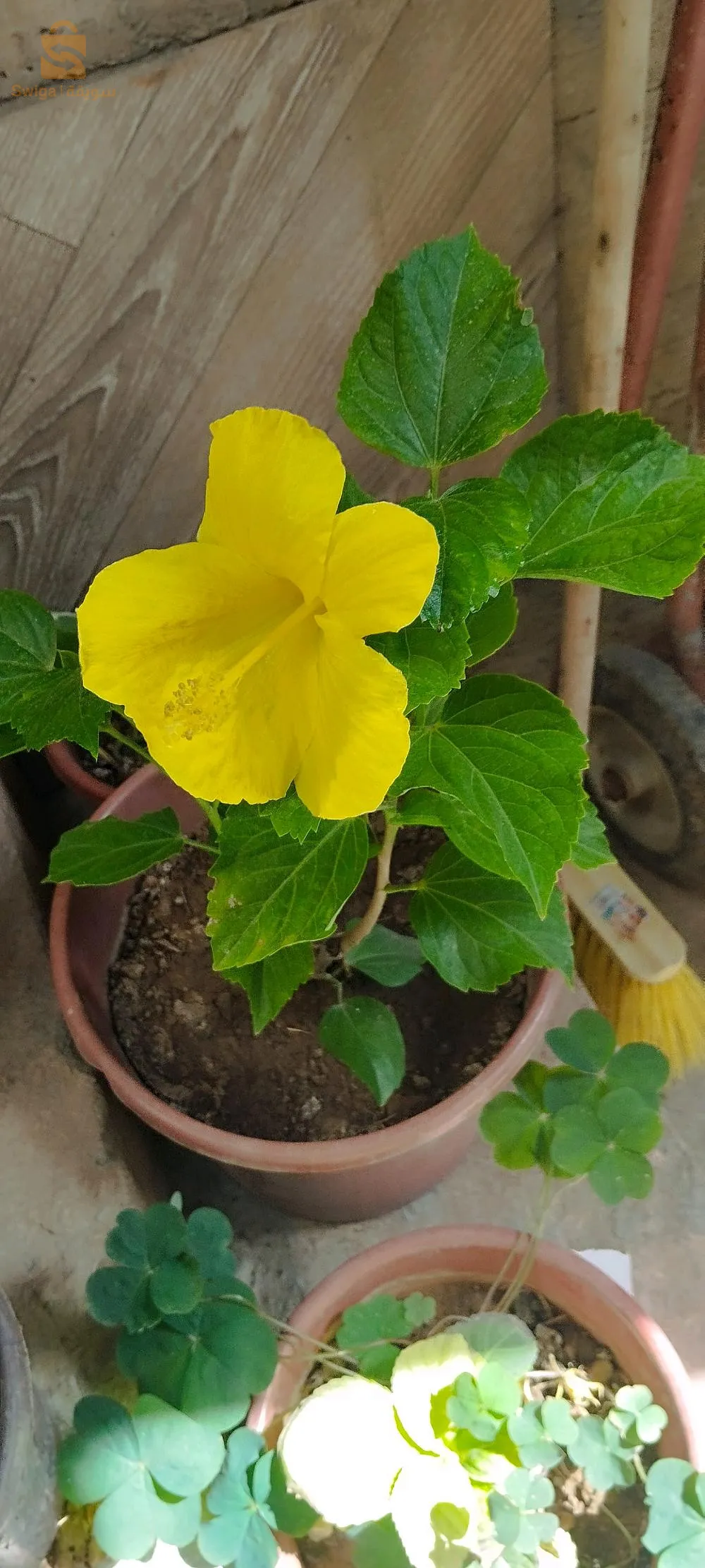 pots de fleurs décoration