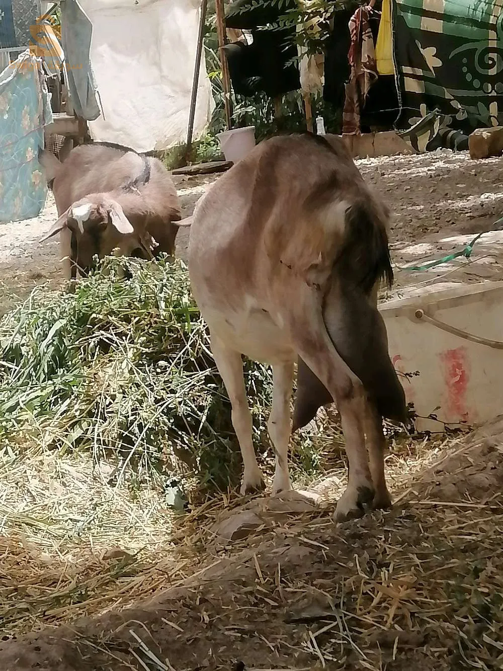 ماعز الالبين