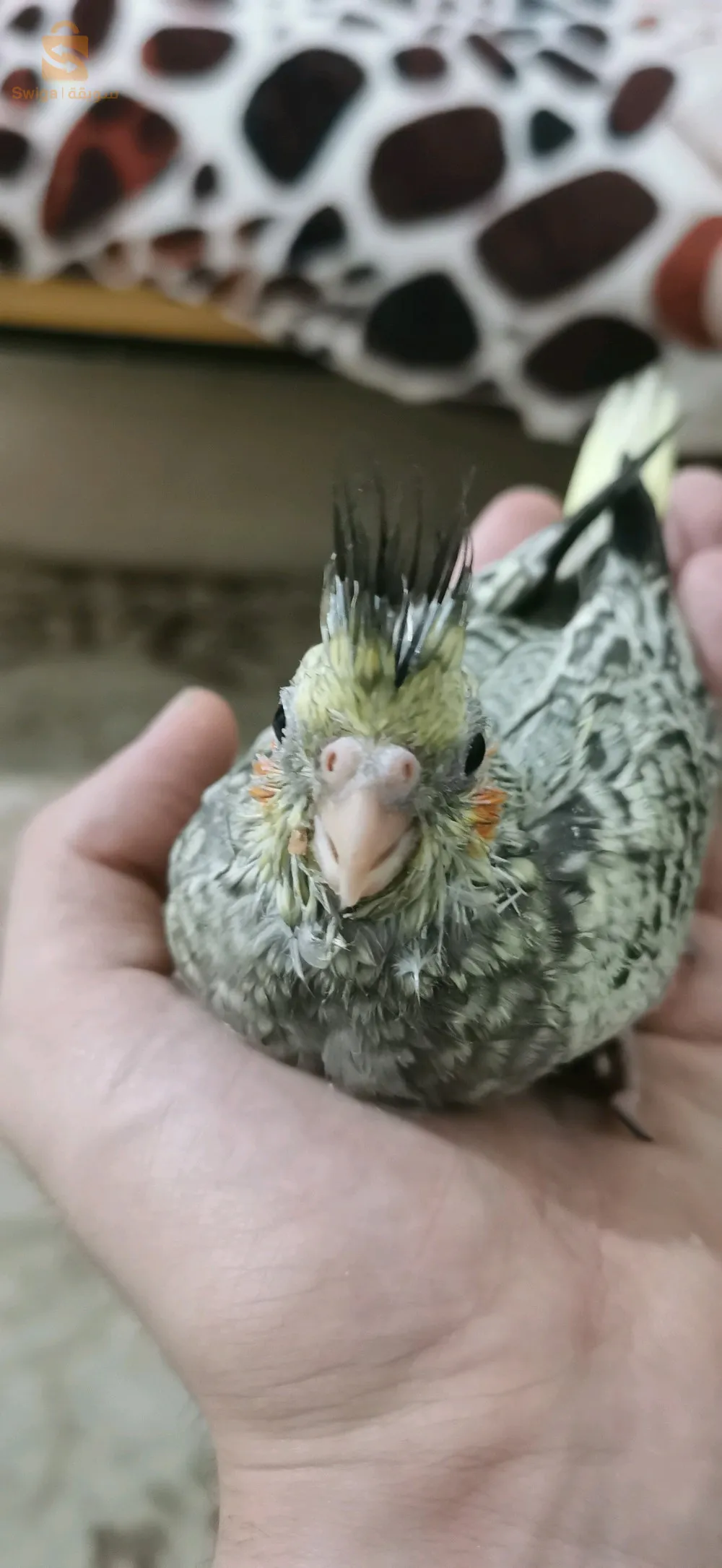 انثى كالوبسيت ايزابال تأكيل يدوي العمر 6 اشهر كالم  و تجي عند لبنادم تحب تلعب حاب نبدل بمال كالوبسيت يكون تأكيل يدوي ولا مدريسي