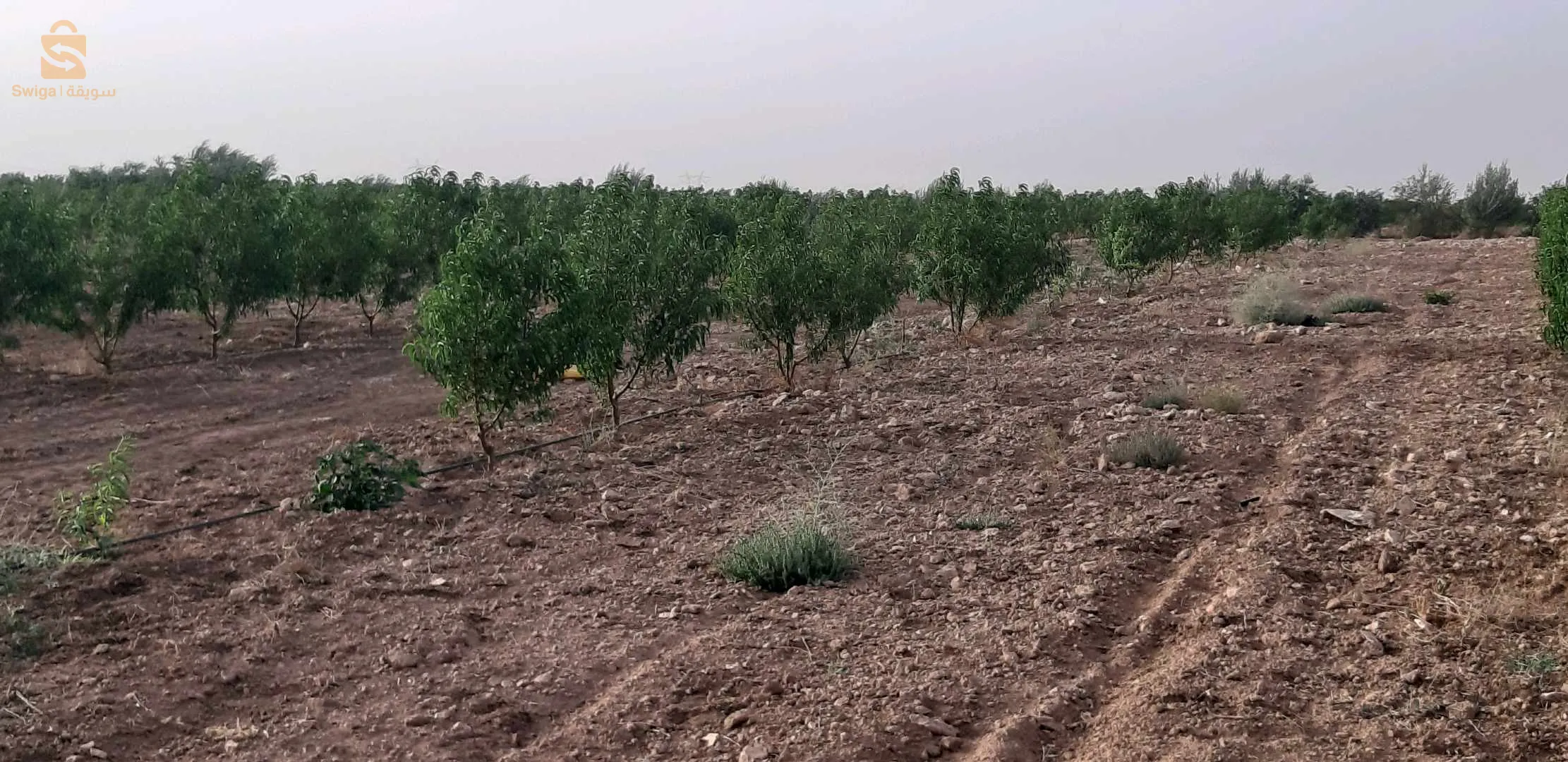 ارض فلاحية للبيع 120 هكتار دفتر عقاري مجهزة لمعلومات اكثر الهاتف 0557047466