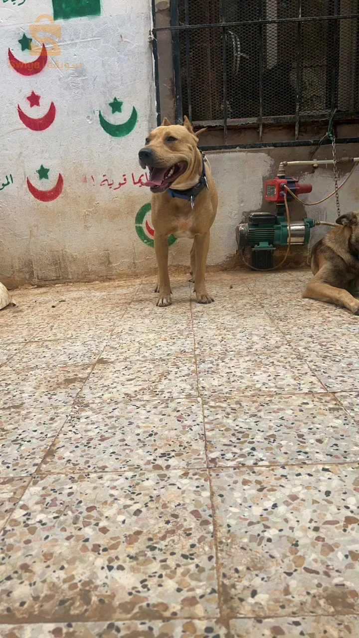 بتبول