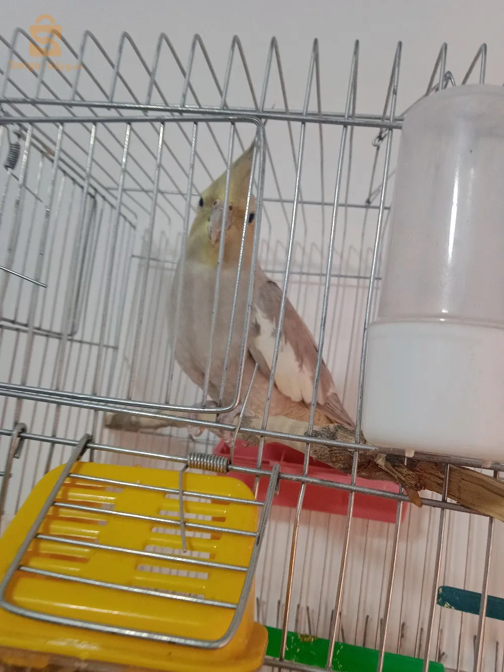 كوبلة كوكتال