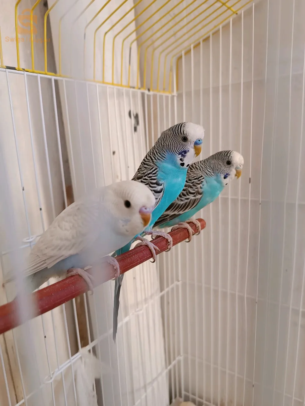 Tourtereaux à vendre