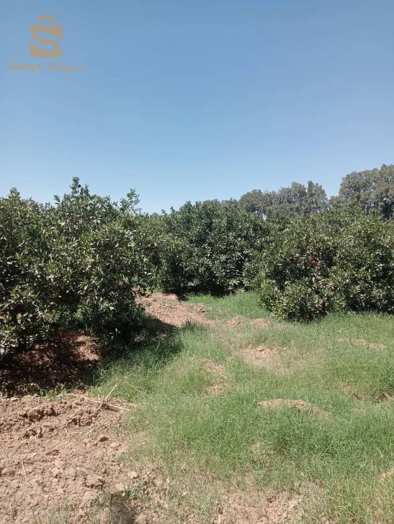 خميس مليانة