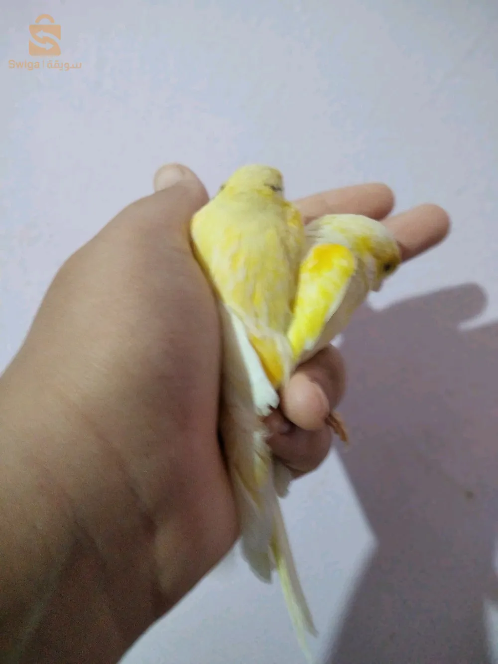 كناري للبيع واحد ديمي موزاييك و واحد عادي عمر 5 اشهر او تبديل بئناث بيضاء اللون