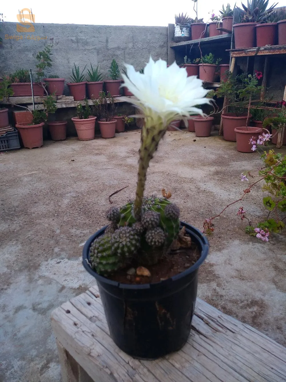 pots de fleurs décoration