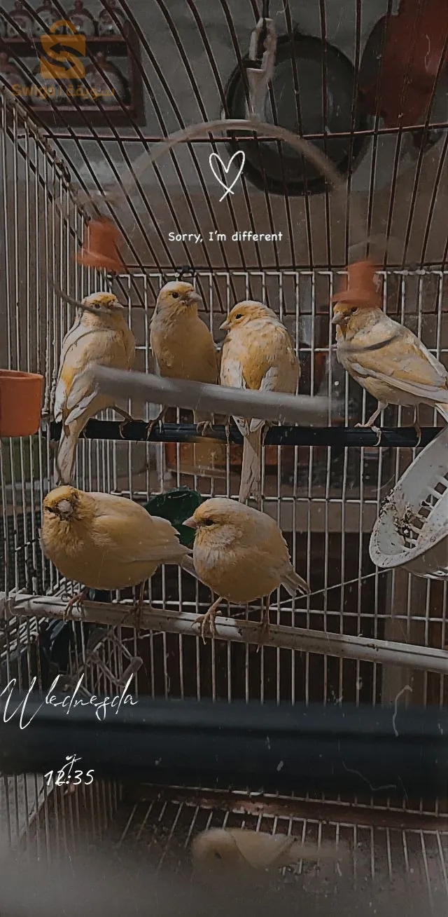 Canari-oiseau
