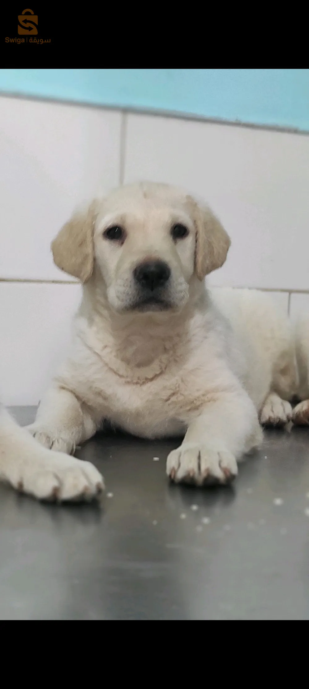 labrador pure race