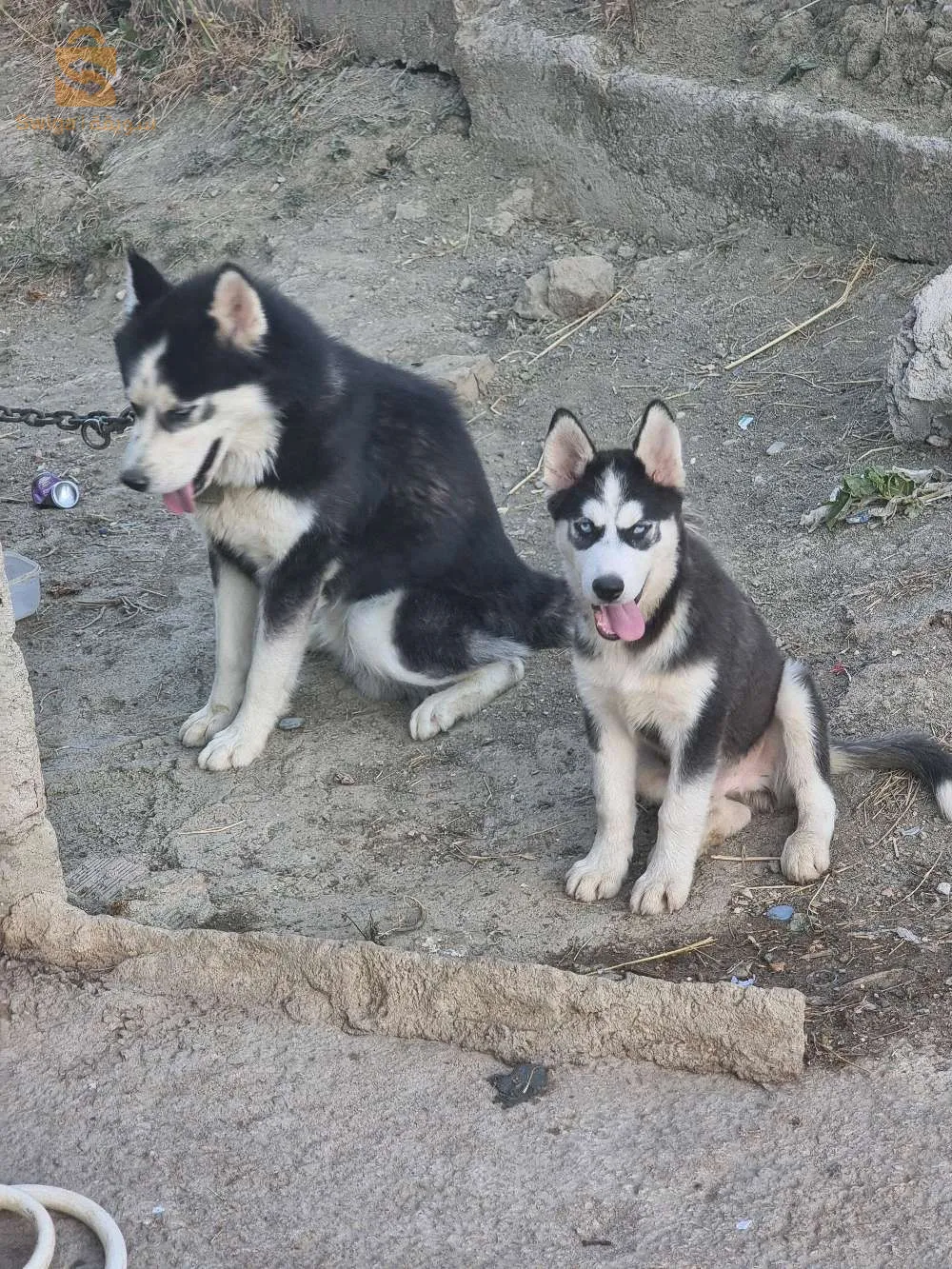 كين هيسك فشبب لصغر وكين لكبر شوي عندهم 5شهور سم لوز 3000 وكين 3500حت 2500