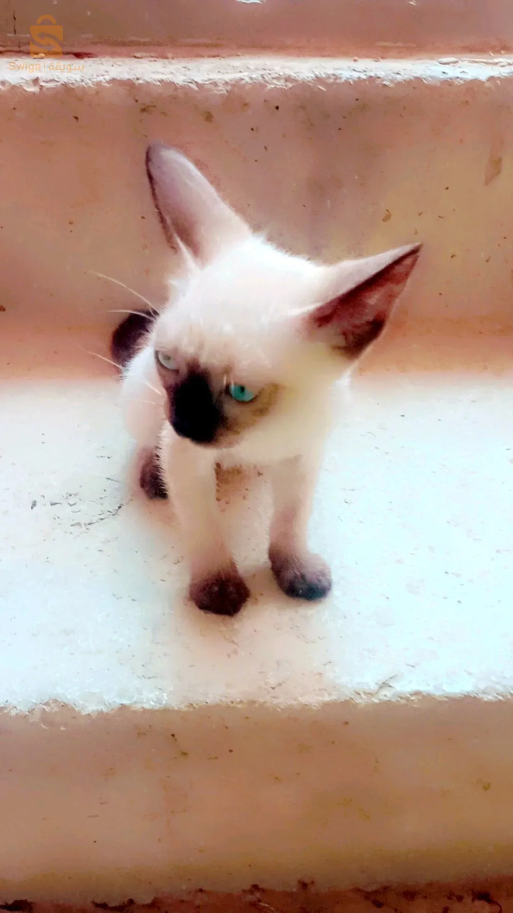 قطة سيامو حرة