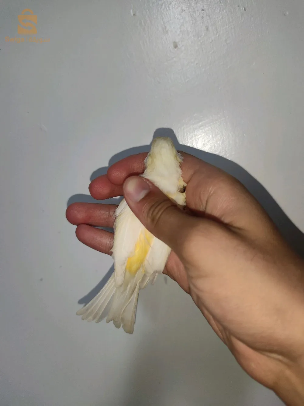 أنثى كناري