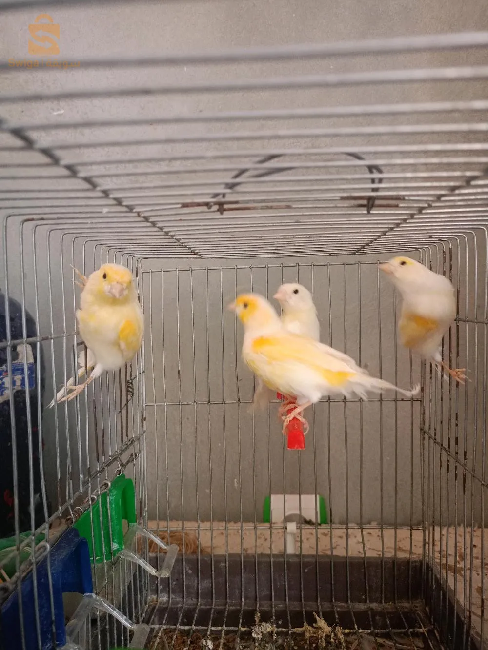 5 canaris de 5 mois + 4 g (âge de plus d'un an)
