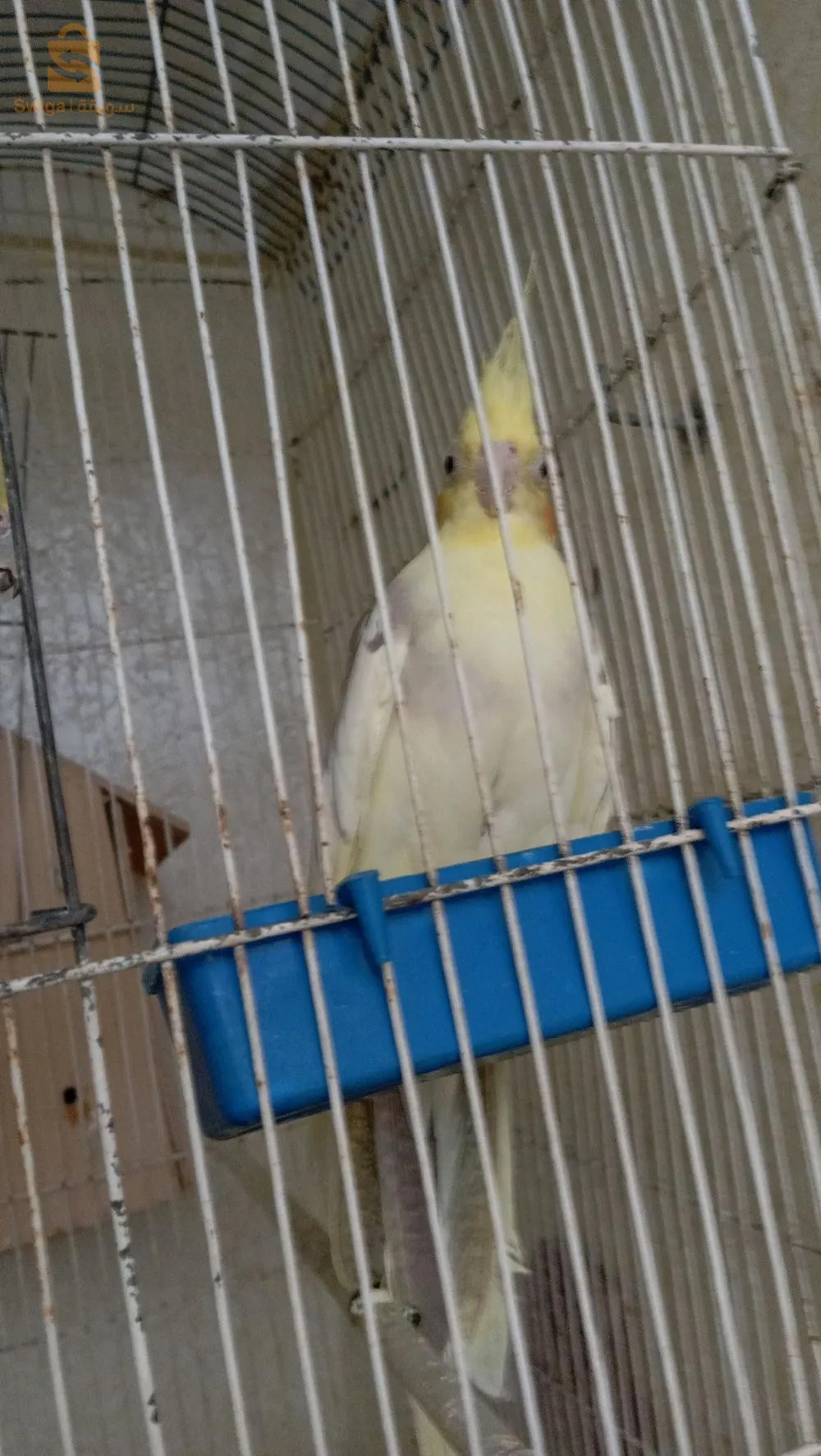 طائر الكوكتال