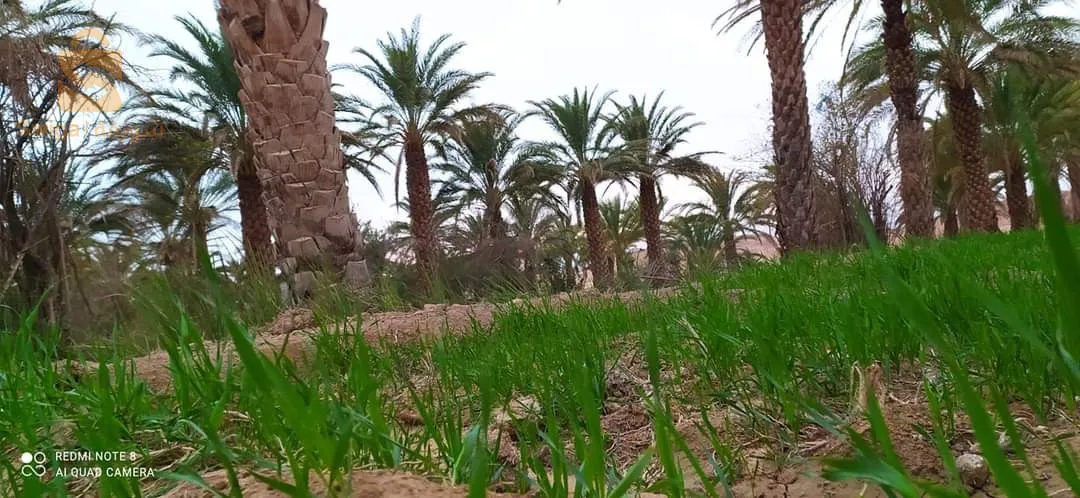 شتمة بسكرة