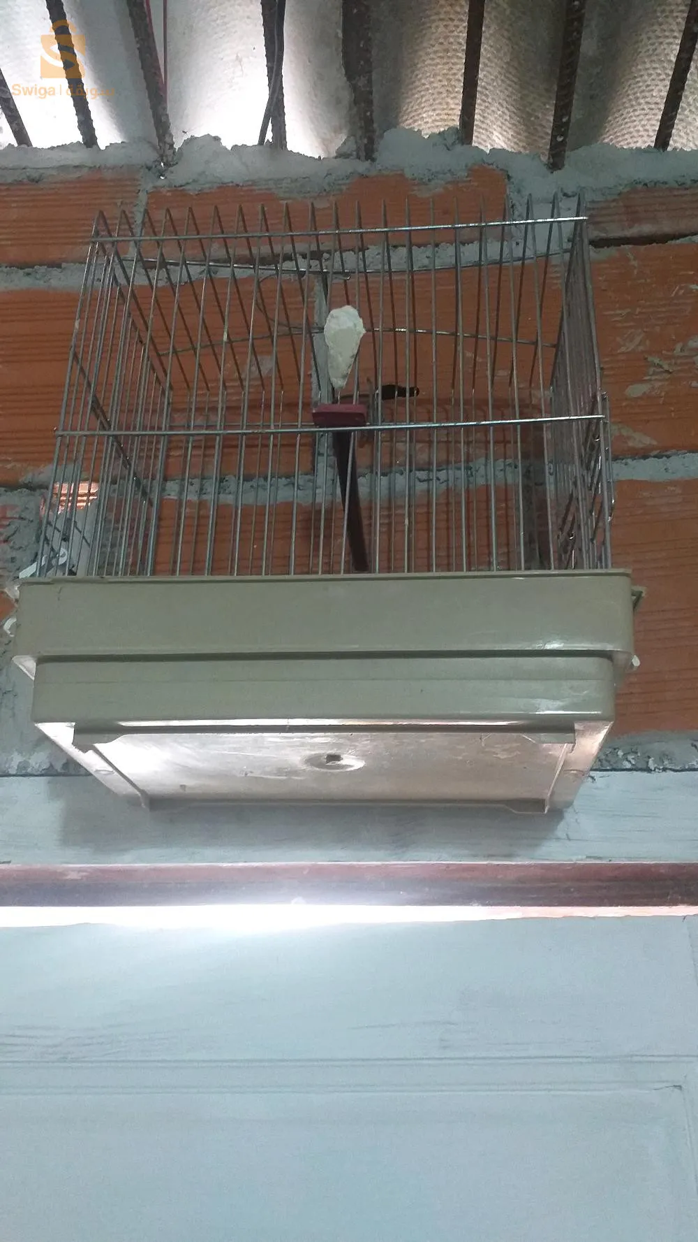 ليكاج 2 ڨارفانيزي مزالهم جدد و الكبيرة كامل ماهيش ڨارفانيزي ولاد فايت الجزائر 0779289095