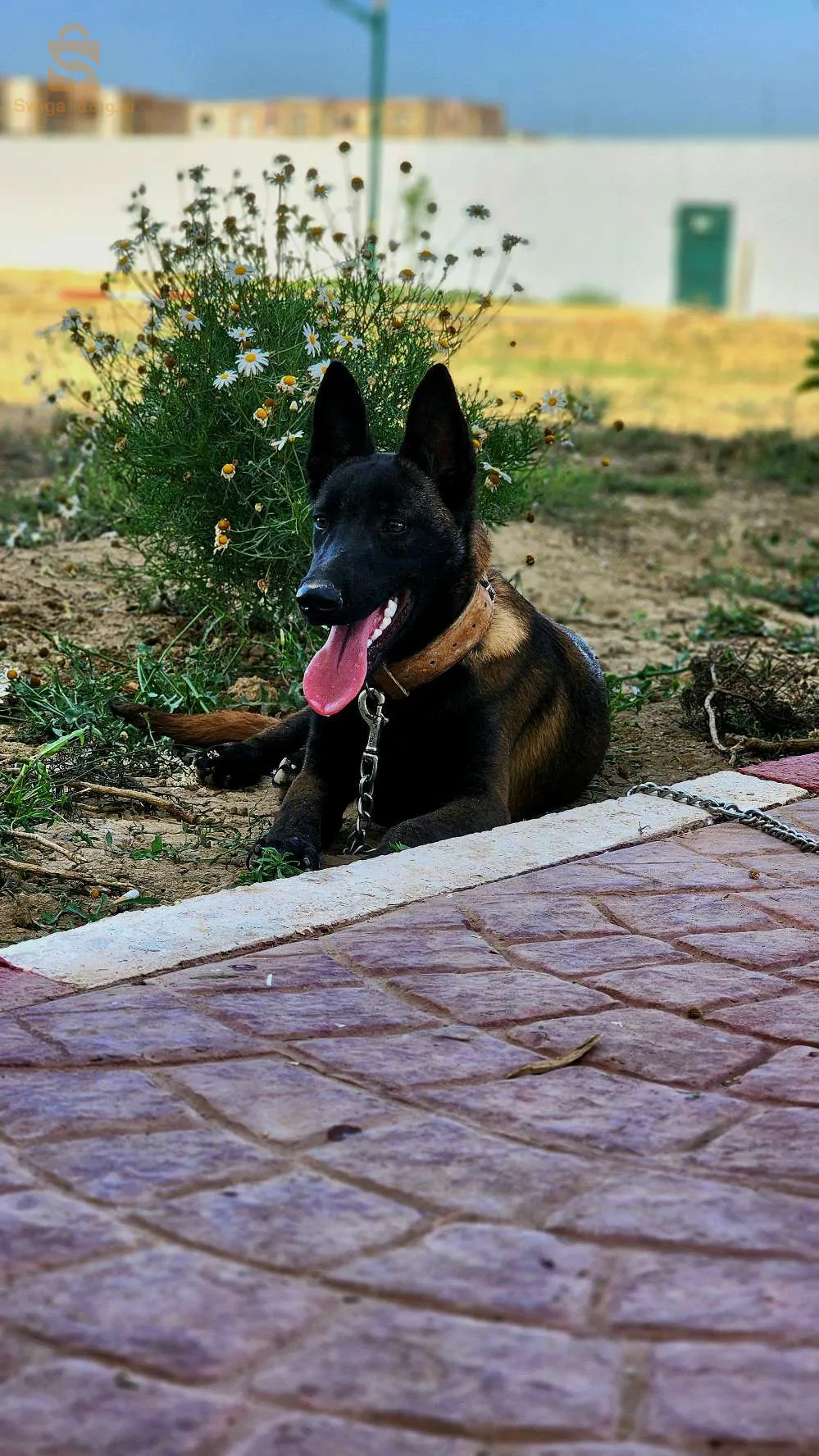 malinoi