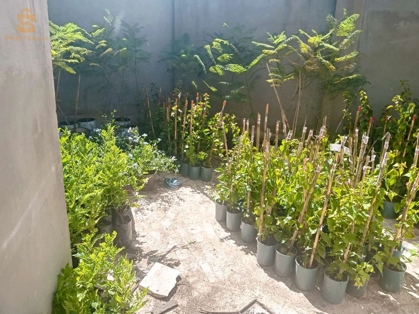 بيع الأشجار arbre