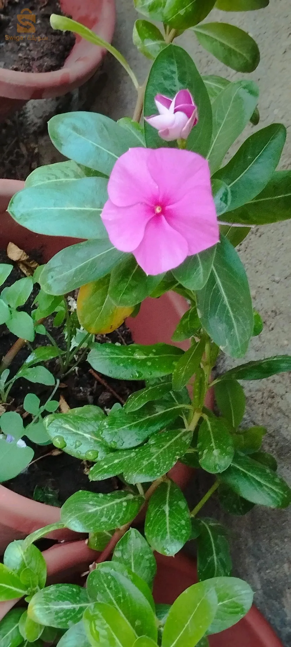 pots de fleurs décoration