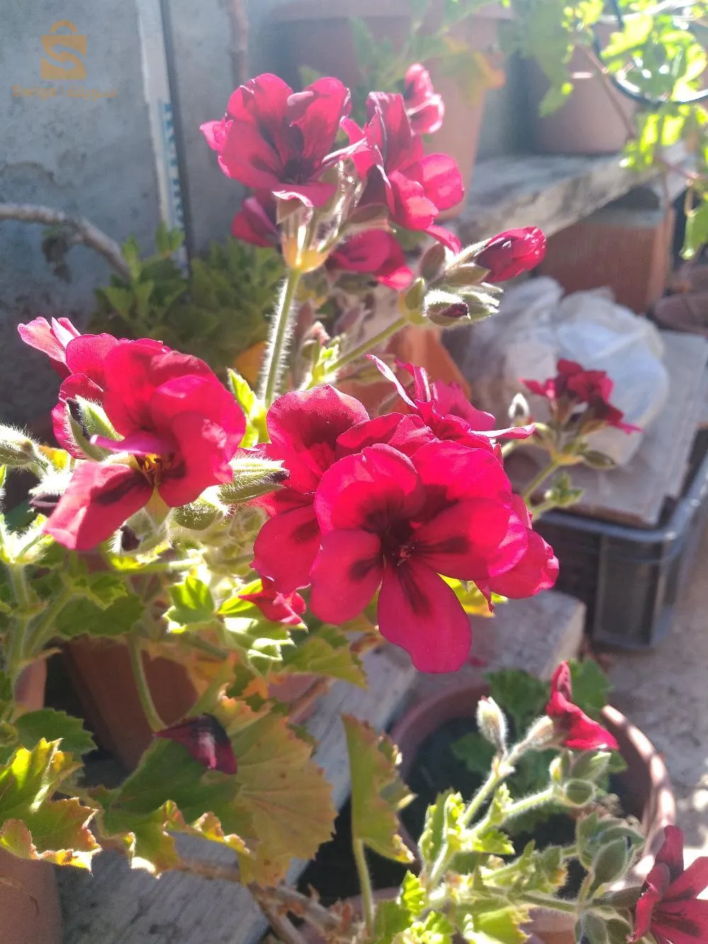 pots de fleurs décoration