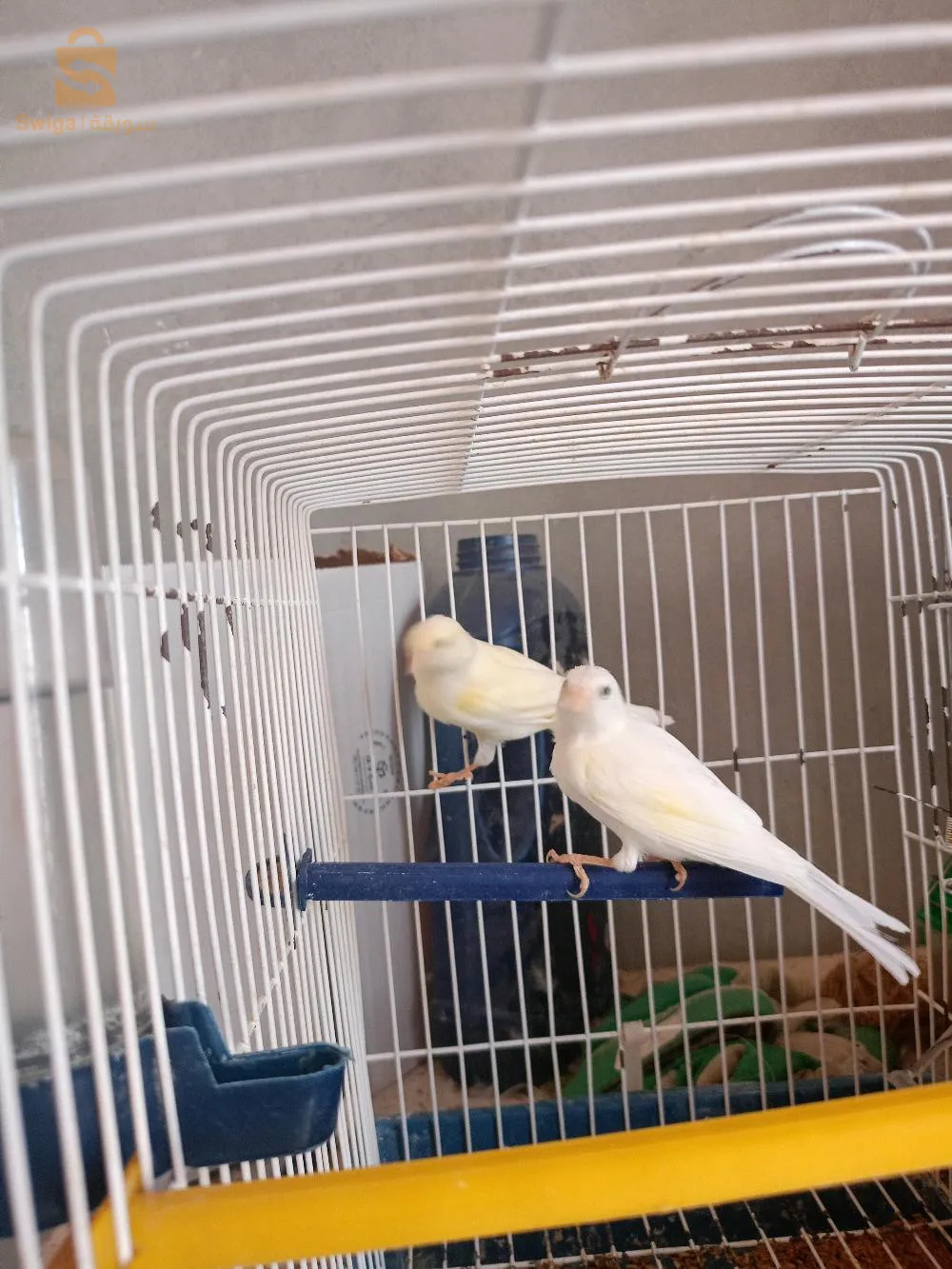 5 canaries, 5 months old + 4  (age more than a year)