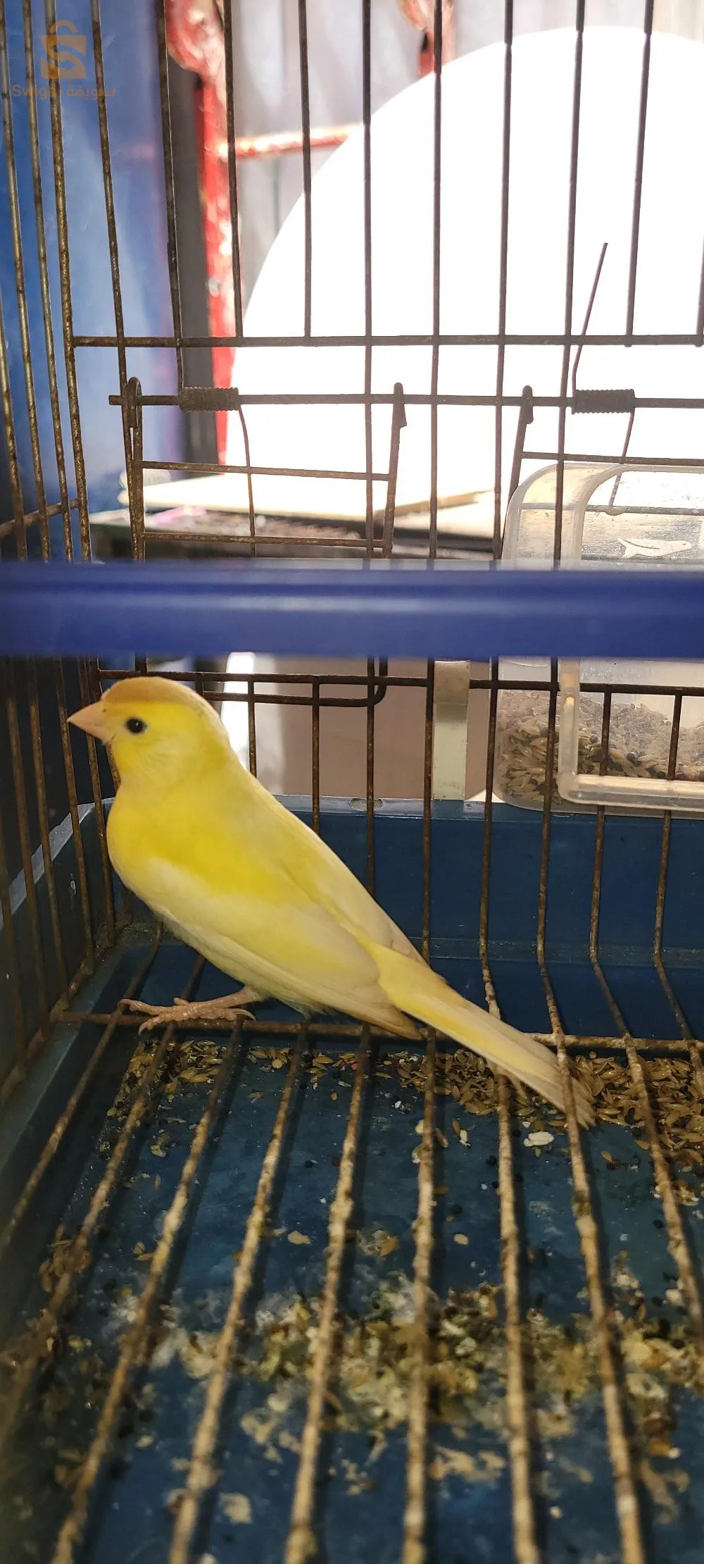 كوبلات كناري وكوبلات بنقال  0771401716