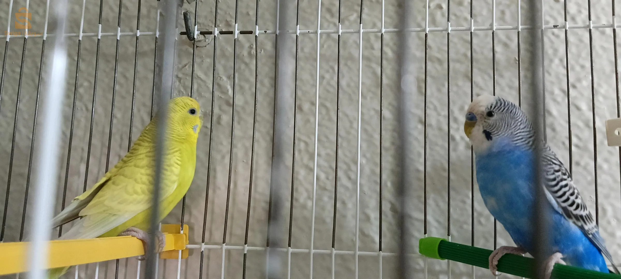 كوبل بيريش واجد بلا كاجة