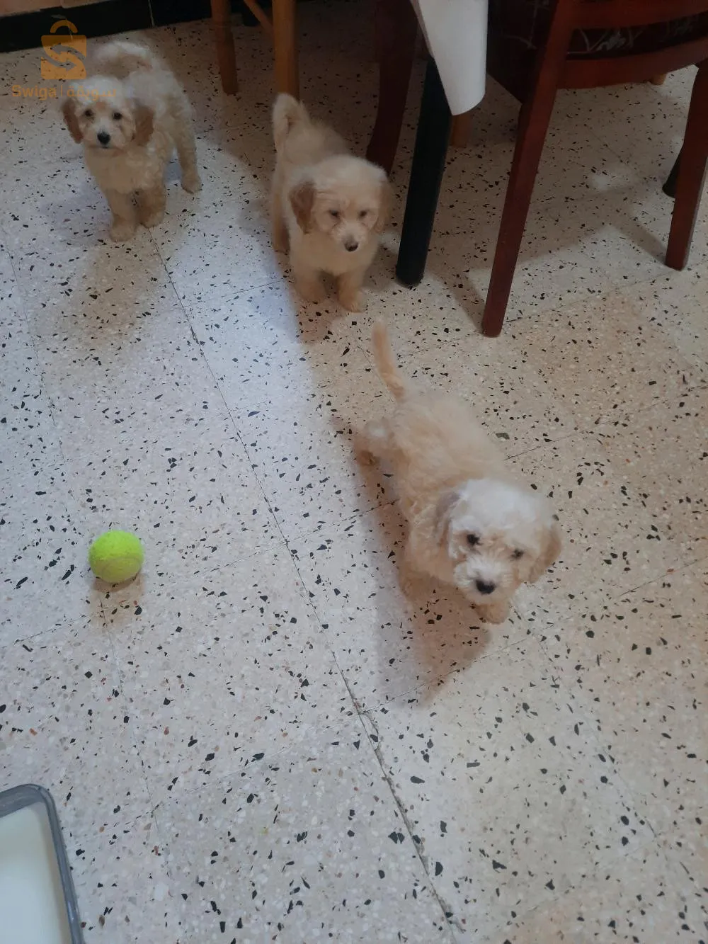 à vendre 5 magnifiques caniches Bichon âgés de 2 mois