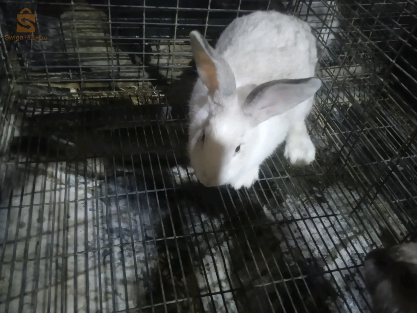 mal et deux femelles âgé de 4 mois et demi