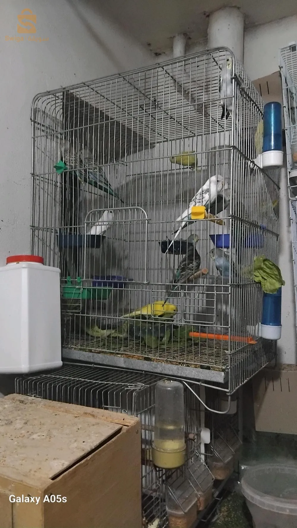 تيارت كارجوا