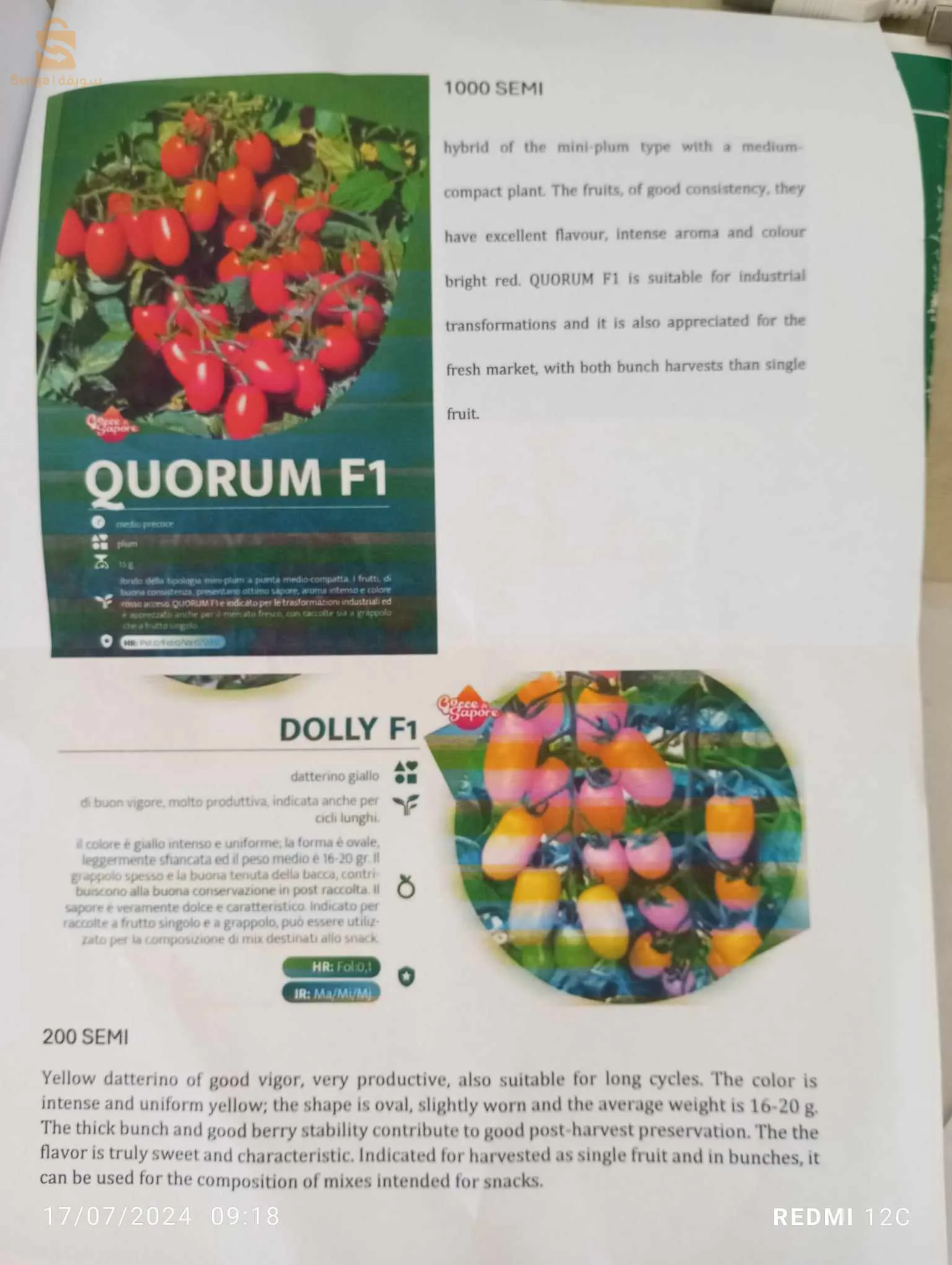 بذور طماطم عالية الجودة و ذات مردود وفير و بشتى الانواع