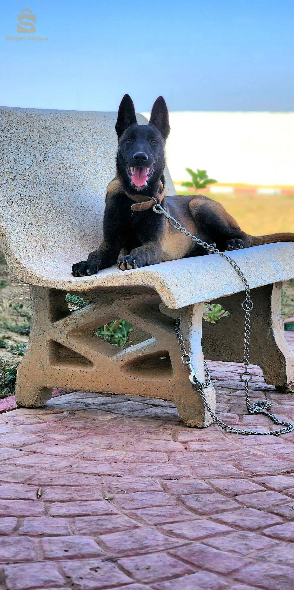 مالينو شاربوني