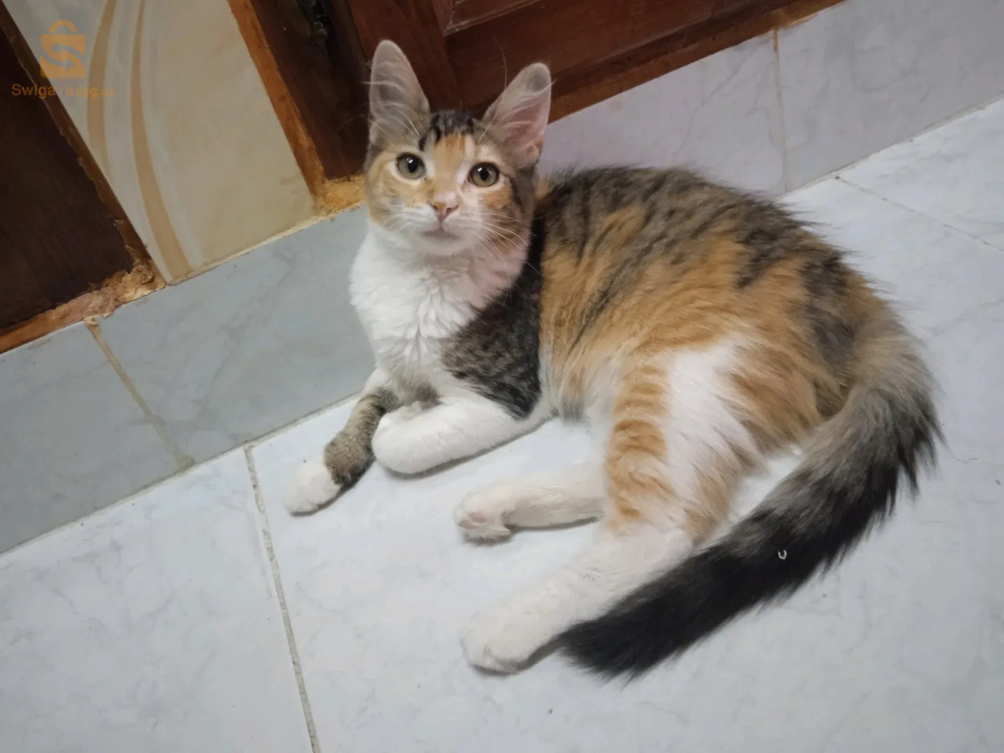 قطة للتبني