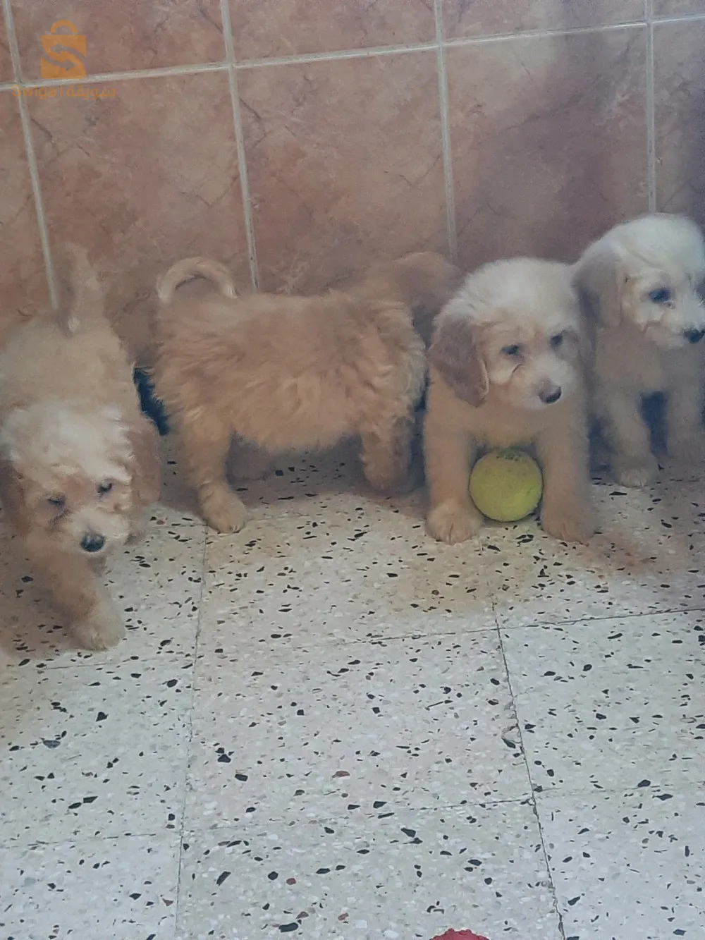 بيع 5 كنيش بيكون 2 أشهر