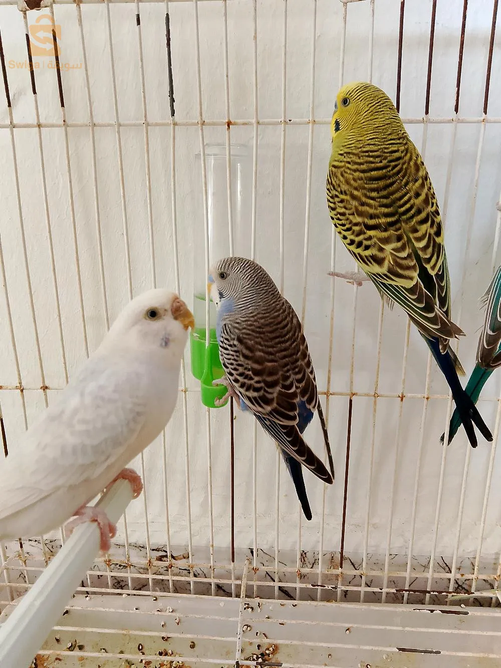 بُدْجَرِيج