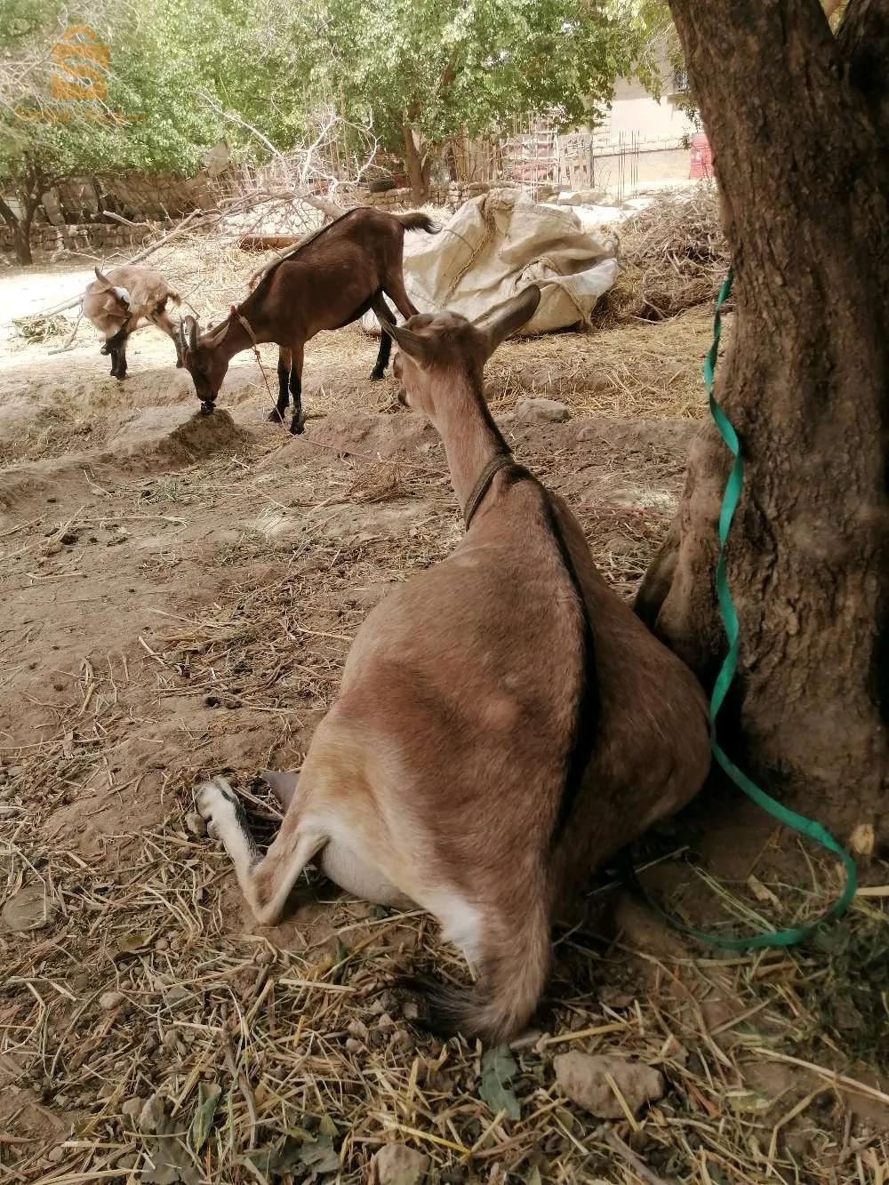 ماعز الالبين