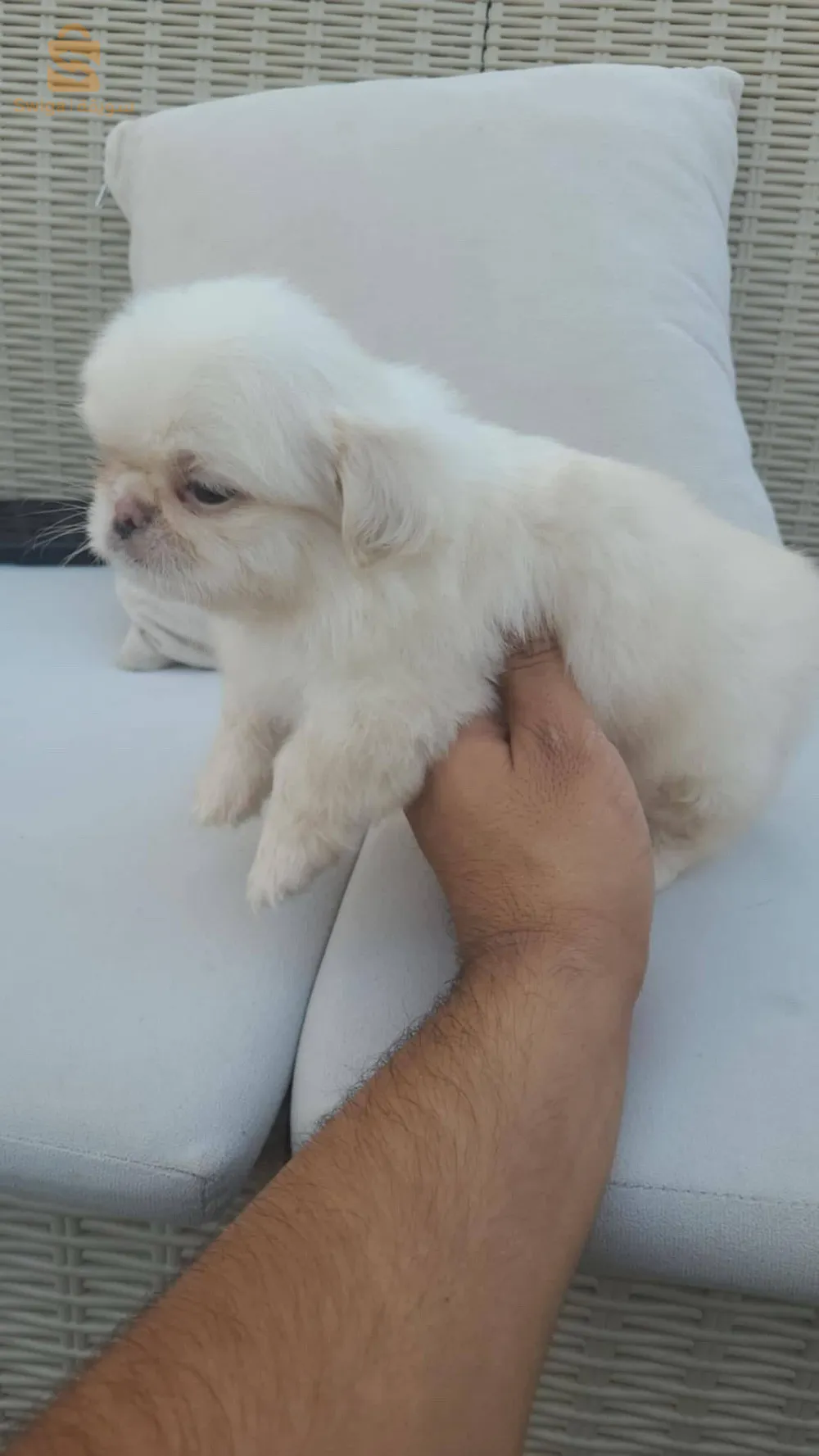 pekinois