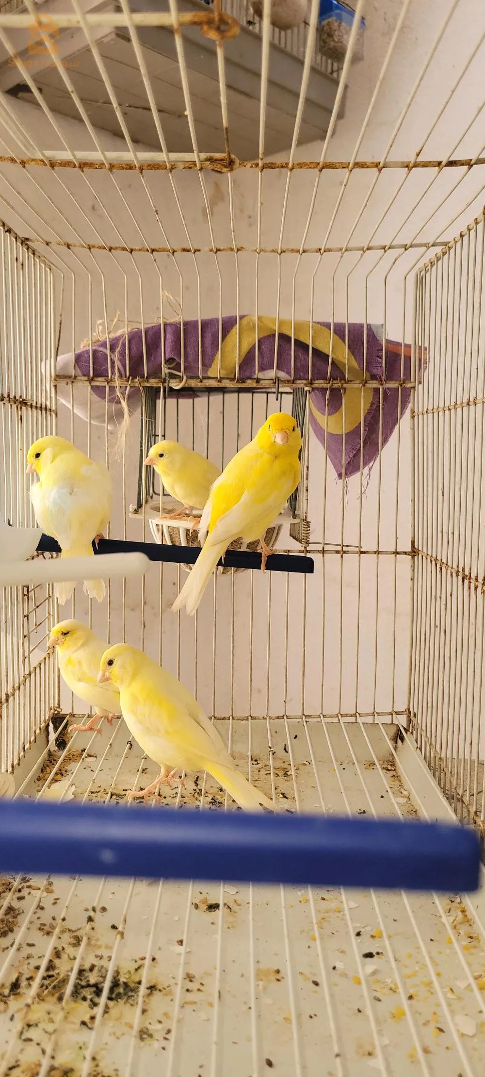 كوبلات كناري وكوبلات بنقال  0771401716