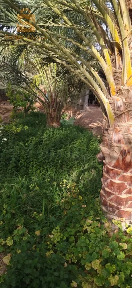 ولاية بسكرة بلدية الحاجب طريق أوماش
