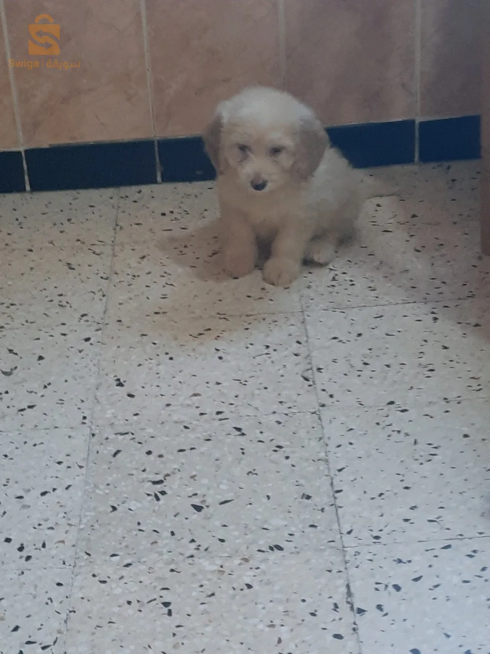 à vendre 5 magnifiques Caniches Bichons