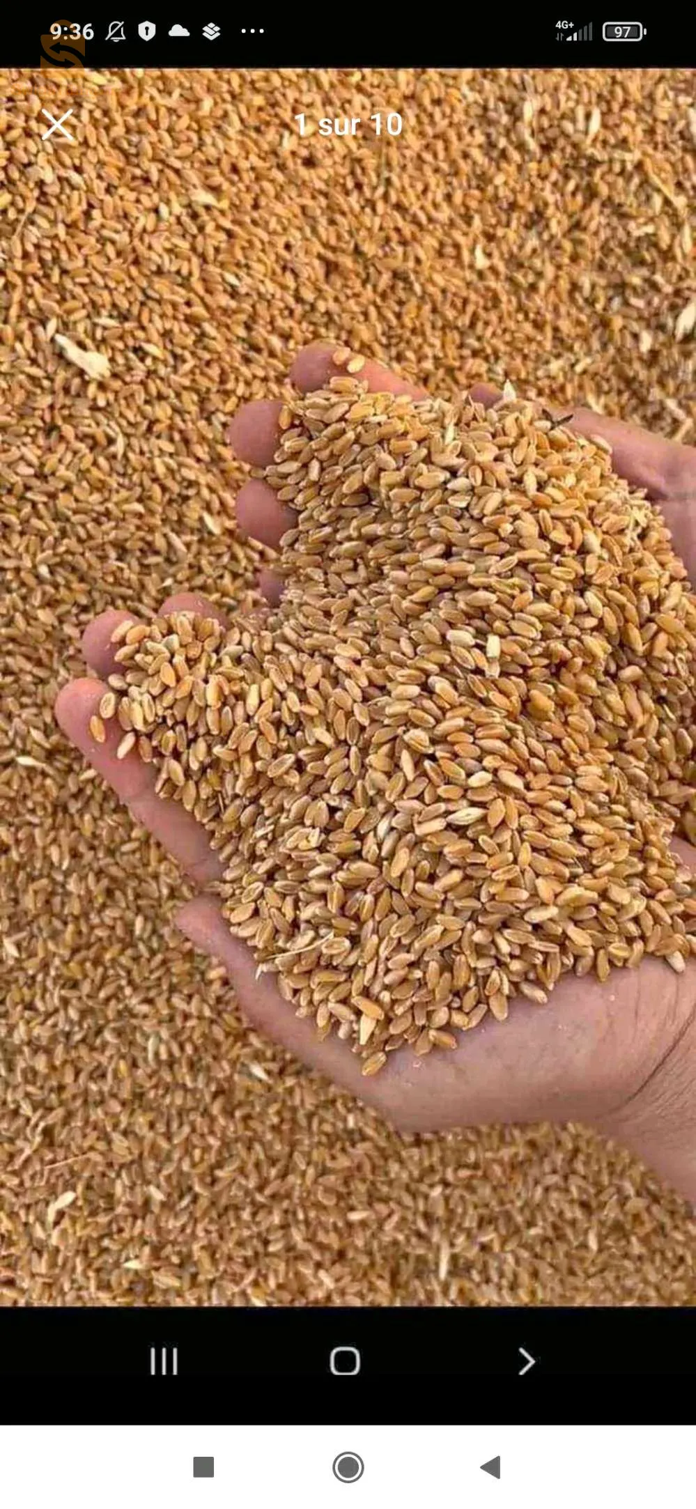 قمح للبيع 62 كيلو