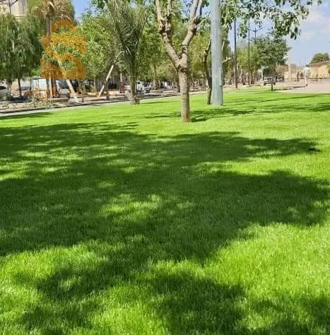 بيع وغرس العشب طبيعي