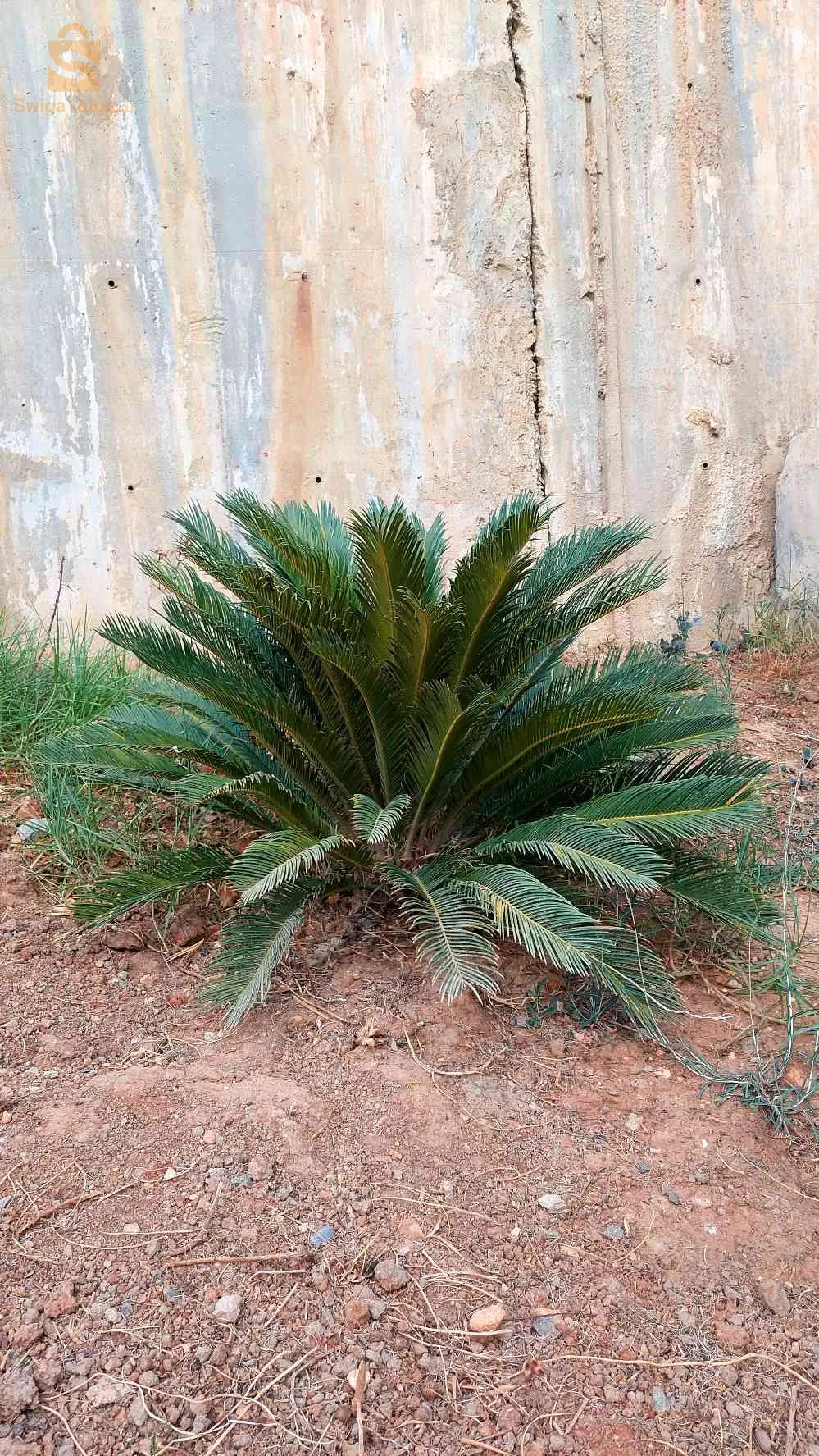 الجزائر