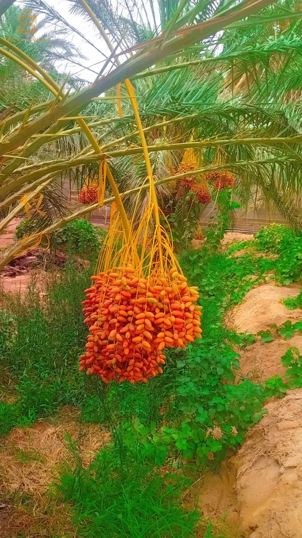 ولاية بسكرة بلدية الحاجب طريق أوماش