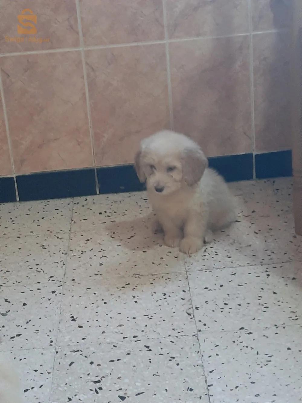 à vendre 5 magnifiques Caniches Bichons
