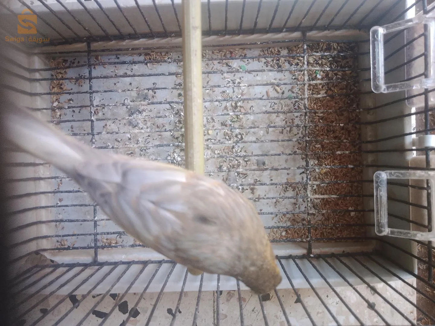 canari